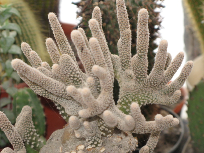 Puna clavarioides fma cristata - CACTACEAE - diverse specii si genuri