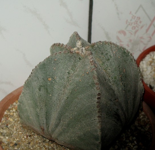 Astrophytum miriostigma - CACTACEAE - diverse specii si genuri