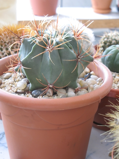 IMG_6482 - CACTACEAE - diverse specii si genuri