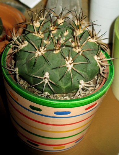 Gymnocalycium - CACTACEAE - diverse specii si genuri