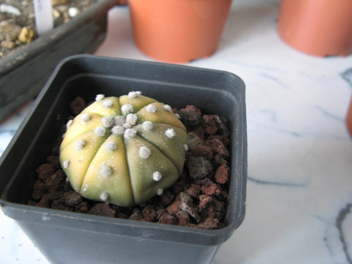 Astrophytum asterias albinos forms - CACTACEAE - diverse specii si genuri
