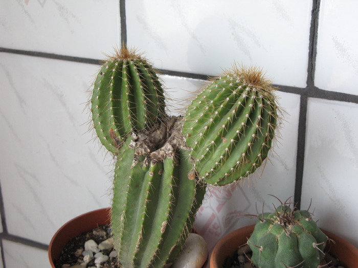 IMG_6831 - CACTACEAE - diverse specii si genuri