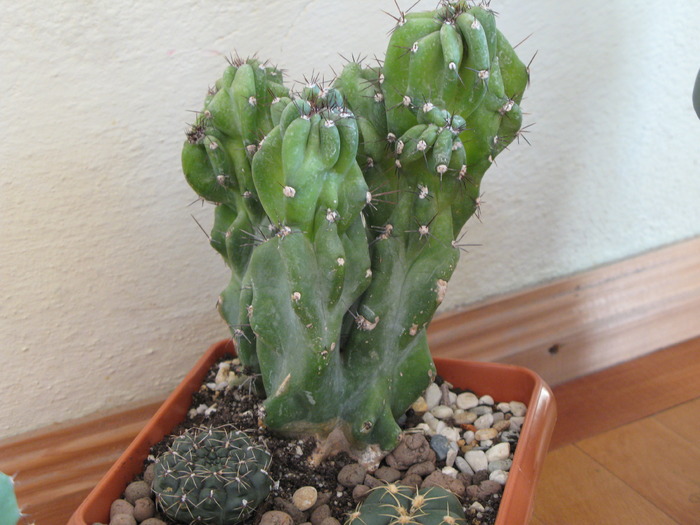 Cereus jamacaru fma monstruosa - CACTACEAE - diverse specii si genuri