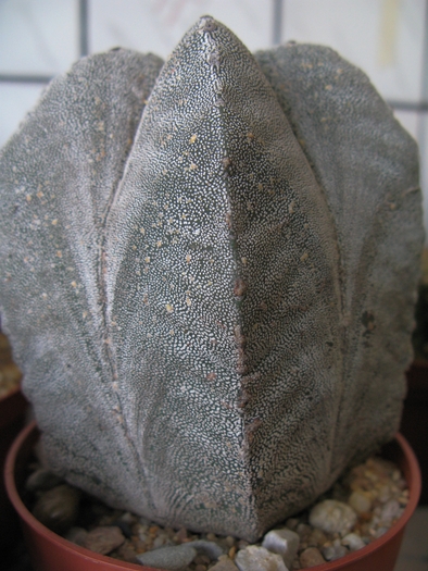 Astrophytum myriostigma columnare - CACTACEAE - diverse specii si genuri