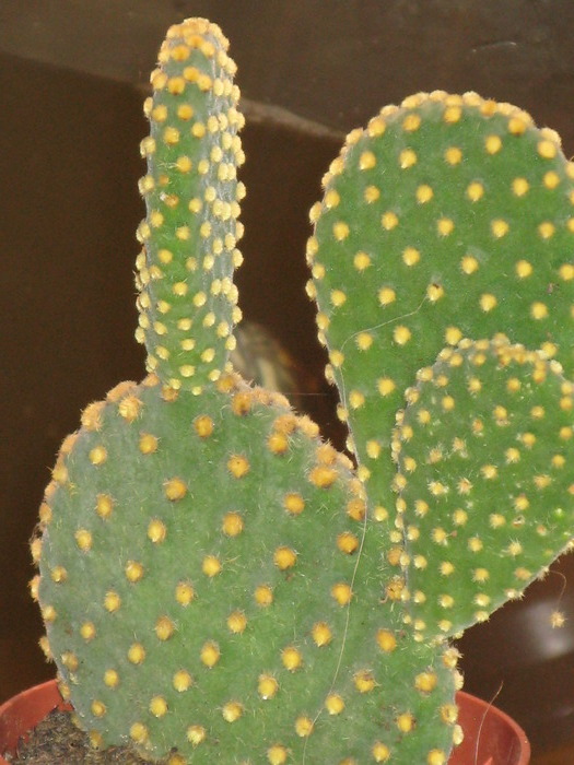 Opuntia microdasys - CACTACEAE - diverse specii si genuri