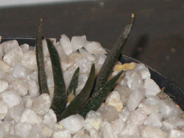 Ariocarpus agavoides - CACTACEAE - diverse specii si genuri