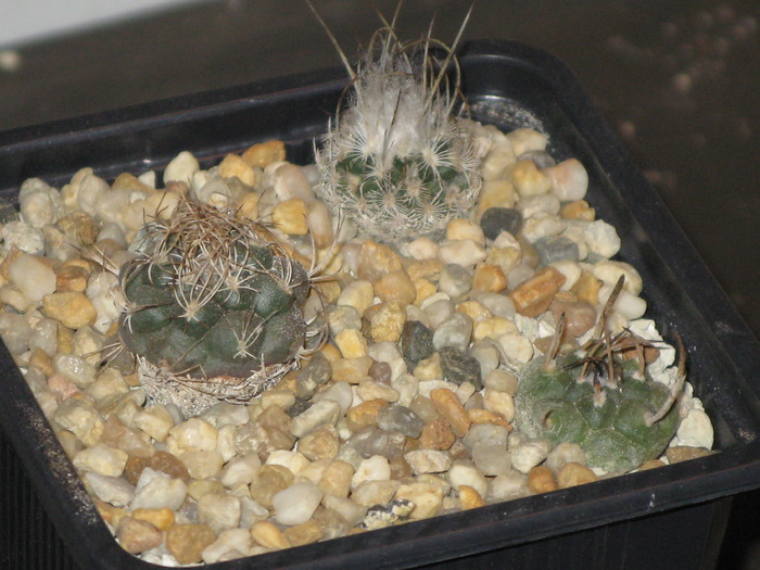 IMG_8316 - CACTACEAE - diverse specii si genuri