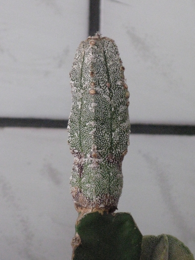 IMG_8437 - CACTACEAE - diverse specii si genuri