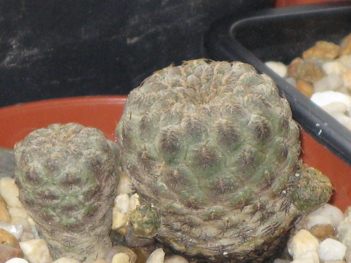 Sulcorebutia rauschii fma rosu - CACTACEAE - diverse specii si genuri