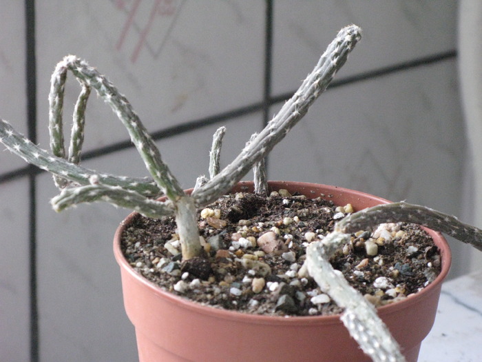 Pterocactus-tuberosus - CACTACEAE - diverse specii si genuri