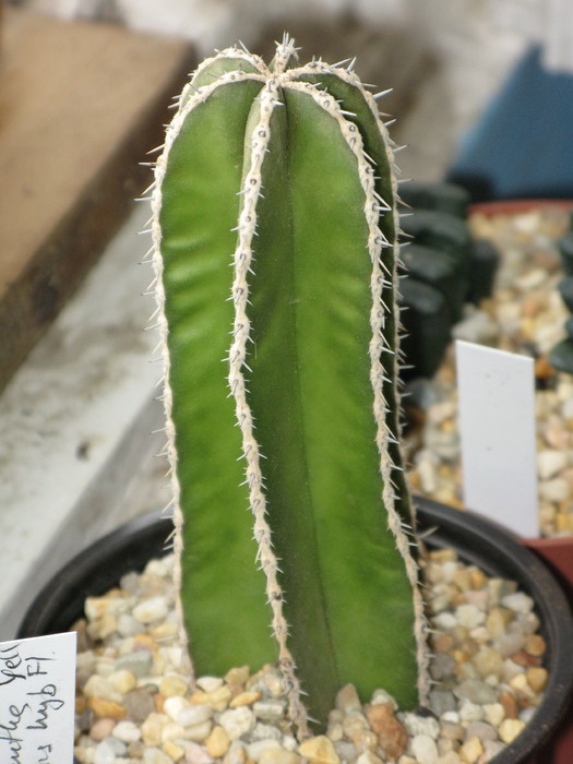 Stenocereus marginatus - CACTACEAE - diverse specii si genuri