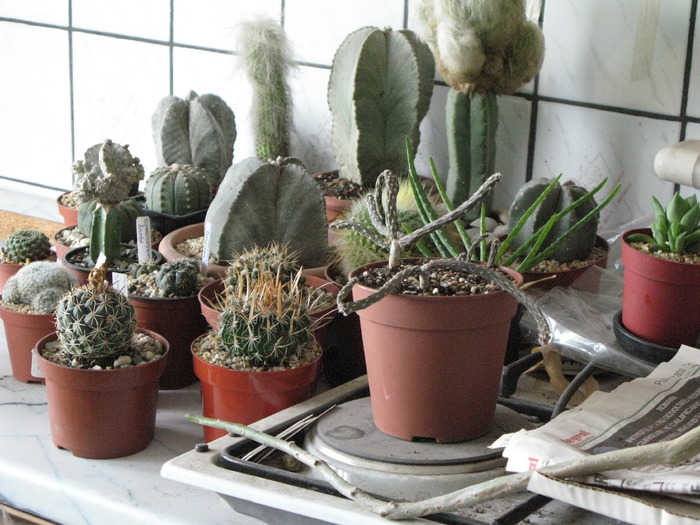 IMG_8563 - CACTACEAE - diverse specii si genuri