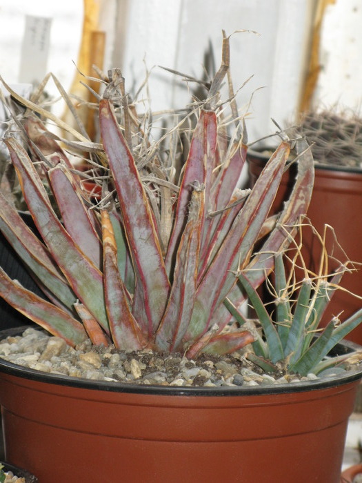 Leuchtenbergia principis - CACTACEAE - diverse specii si genuri