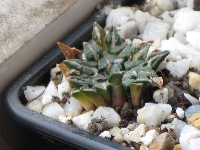 Ariocarpus kotschoubeyanus - CACTACEAE - diverse specii si genuri