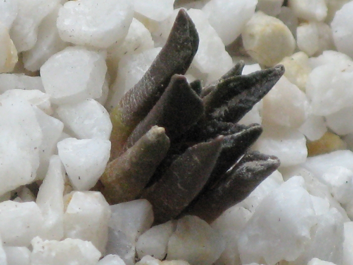 Ariocarpus agavoides - CACTACEAE - diverse specii si genuri