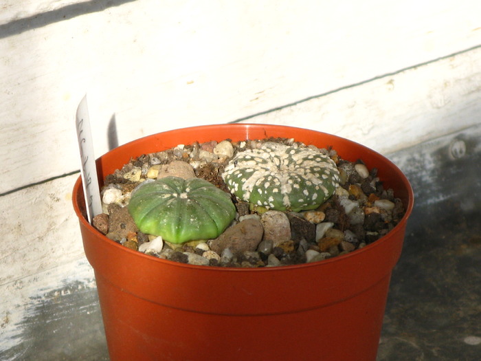Astrophytum asterias cv. SUPERKABUTO - CACTACEAE - diverse specii si genuri