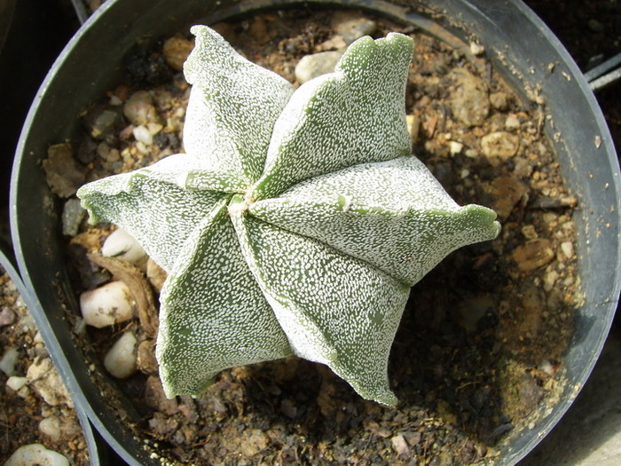 Astrophytum myriostigma resize - CACTACEAE - diverse specii si genuri