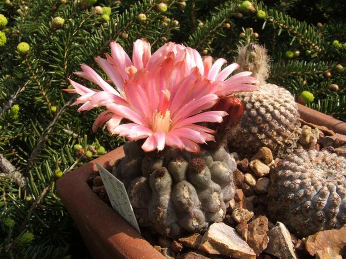 NEOCHILENIA NAPINA - CACTACEAE - diverse specii si genuri