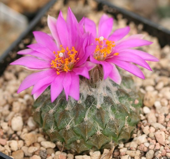  - CACTACEAE - diverse specii si genuri