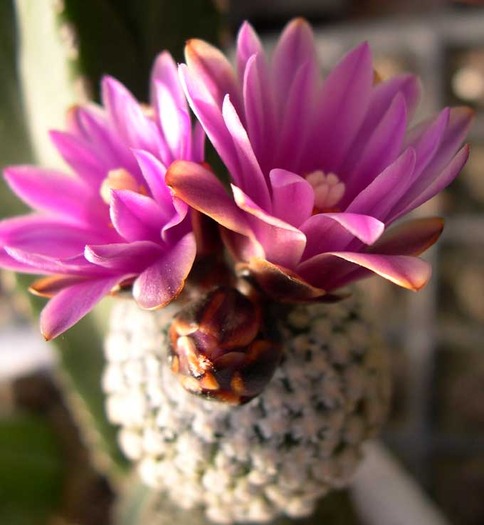  - CACTACEAE - diverse specii si genuri