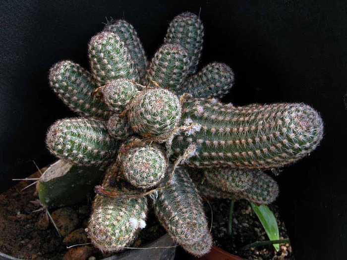 pygmaeocereus-akersii - CACTACEAE - diverse specii si genuri