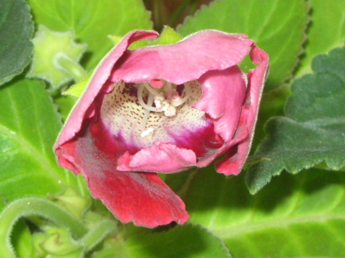 gloxi rosie de la elipopa-multumesc mult! - GLOXINII 2010
