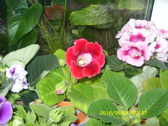 SDC12998 - GLOXINII 2010
