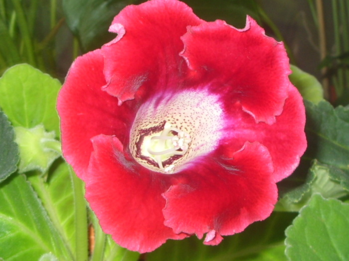 rosie-de la elipopa - GLOXINII 2010