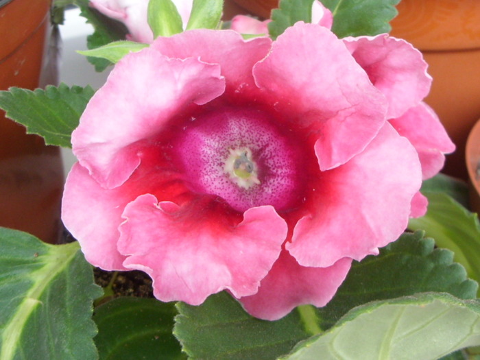 SDC12946 - GLOXINII 2010