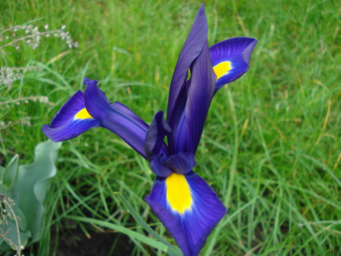 Iris hollandica Blue Magic (2010, May 23) - Iris Blue Magic