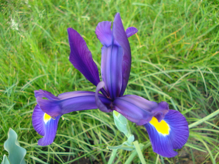 Iris hollandica Blue Magic (2010, May 24) - Iris Blue Magic