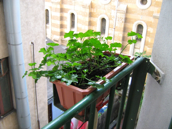 FLORI BALCON 1 - MAI 2010