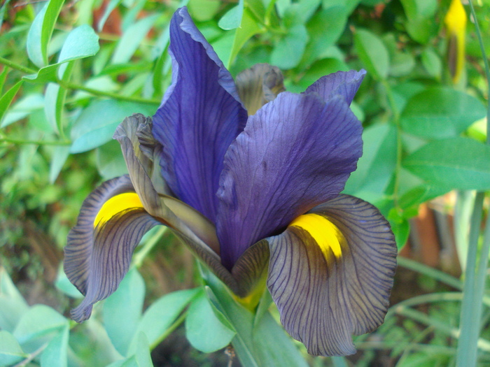 Iris Eye of the Tiger (2010, May 24)