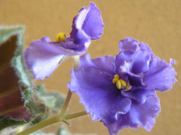 violeta mov creata