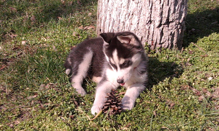 Photo0409 - HUSKY SIBERIAN