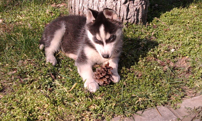 Photo0411 - HUSKY SIBERIAN