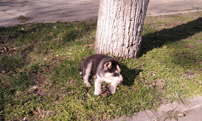 Photo0407 - HUSKY SIBERIAN