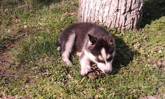 Photo0408 - HUSKY SIBERIAN