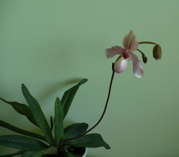 24 mai - Orhidee 2010