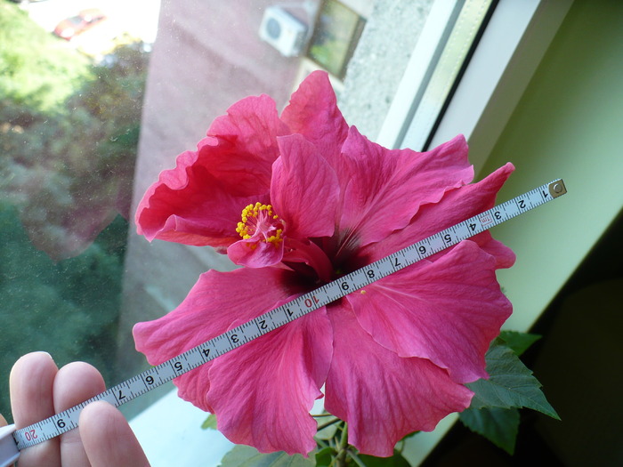 floare 15 cm diametru - hibiscusi 2010