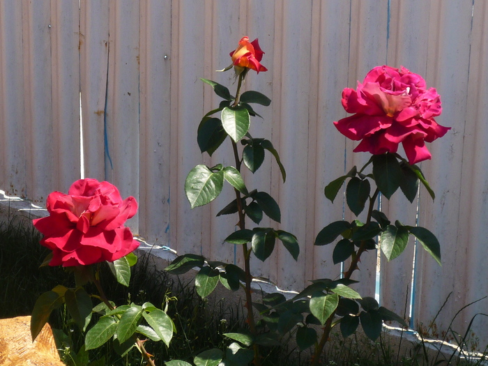 P1030582 - trandafirii in 2010