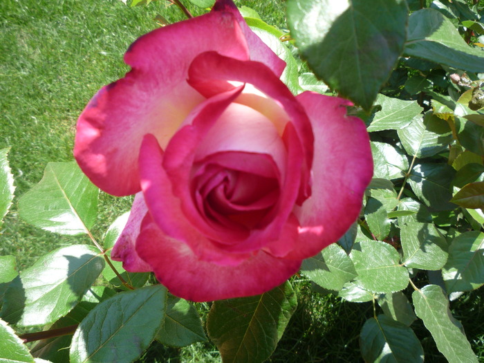 P1030583 - trandafirii in 2010