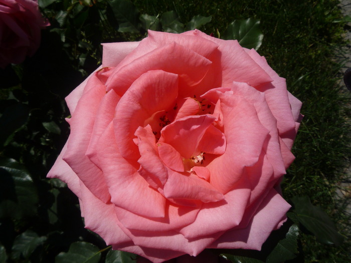 trandafir roz parfumat - trandafirii in 2010