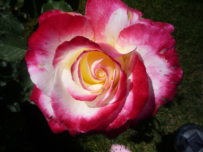 P1030591 - trandafirii in 2010