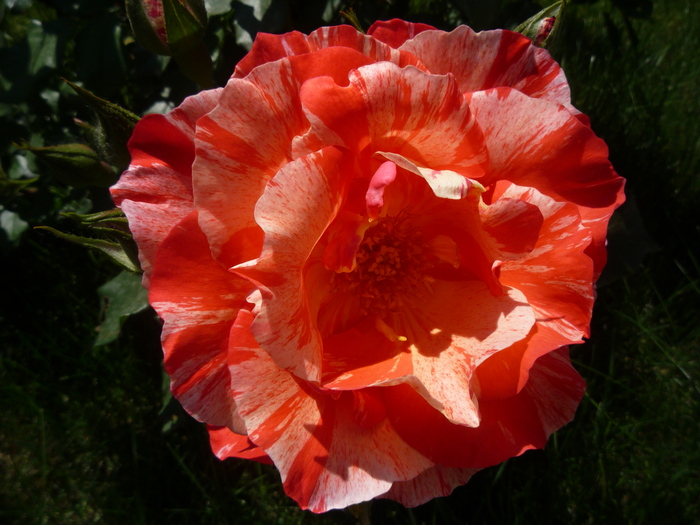 P1030592 - trandafirii in 2010