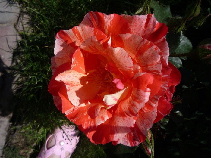 P1030593 - trandafirii in 2010
