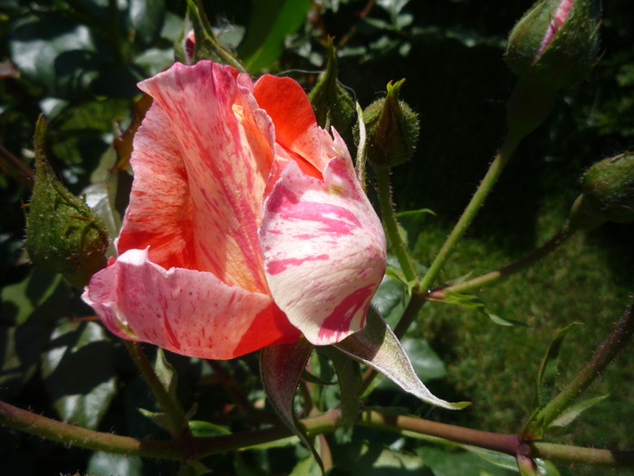 P1030594 - trandafirii in 2010