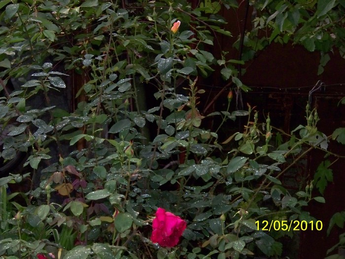 100_8046 - 111Album cu trandafiri Mai 2010
