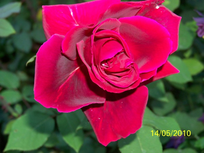 100_8370 - 111Album cu trandafiri Mai 2010