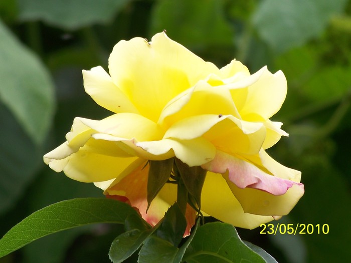 100_9188 - 111Album cu trandafiri Mai 2010